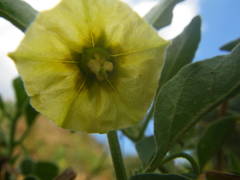 Physalis viscosa