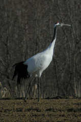 Grus japonensis