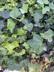 Hedera helix