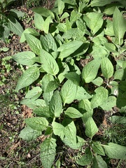 Symphytum caucasicum