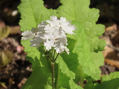 Primula sieboldii