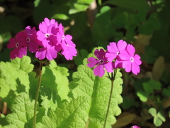 Primula sieboldii