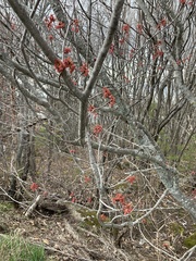 Acer rubrum image