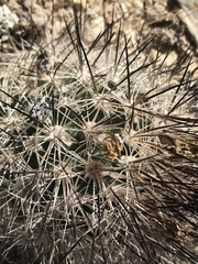 Pediocactus sileri