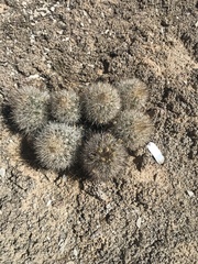 Pediocactus sileri