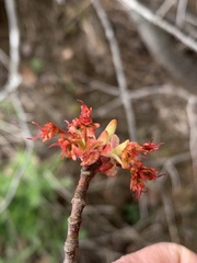 Acer rubrum image