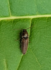 Melanotus americanus