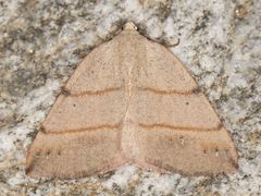 Drepanulatrix bifilata