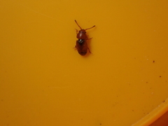 Kateretes pedicularius