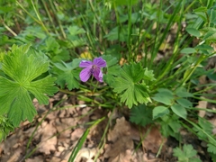 Geranium asphodeloides