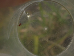 Kateretes pedicularius