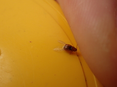 Kateretes pedicularius