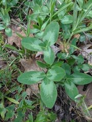 Trifolium ambiguum