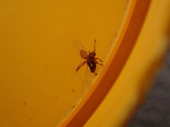Kateretes pedicularius