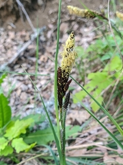 Carex flacca serrulata