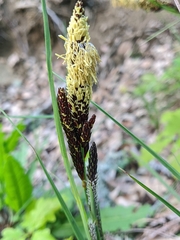 Carex flacca serrulata