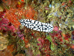 Phyllidiopsis