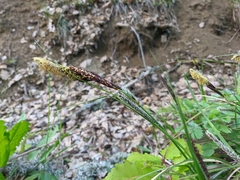 Carex flacca serrulata