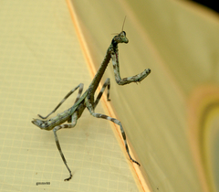 Pseudovates iheringi