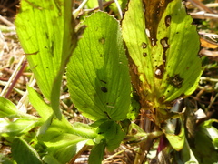 Ononis alopecuroides