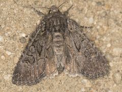 Aseptis fumosa