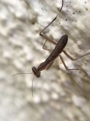 Mantis religiosa