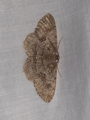 Melanolophia imitata