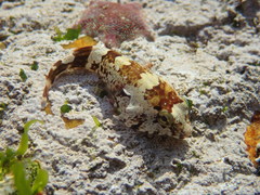 Chorisochismus dentex