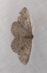 Melanolophia imitata