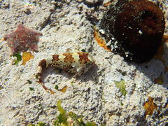 Chorisochismus dentex