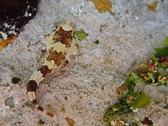 Chorisochismus dentex