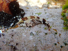 Chorisochismus dentex