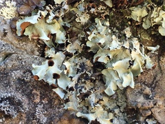 Cetrelia olivetorum image