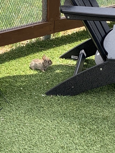 Eastern Cottontail photographed in Iowa
