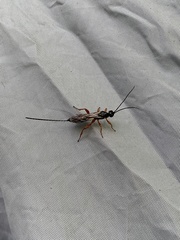 Xoridinae