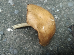 Fungi