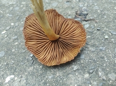 Fungi