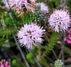 Stilbaceae