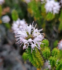 Stilbaceae