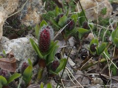 Salix petrophila