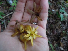 Apeiba tibourbou