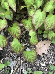 Epimedium