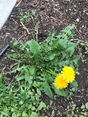 Taraxacum officinale