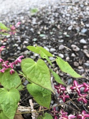 Epimedium