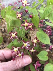 Epimedium