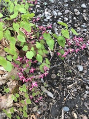 Epimedium