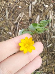Blackstonia acuminata