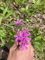 Phlox pilosa pilosa