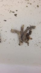 Leptosynapta tenuis