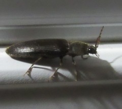 Hemicrepidius nemnonius